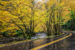 wet leaves on road