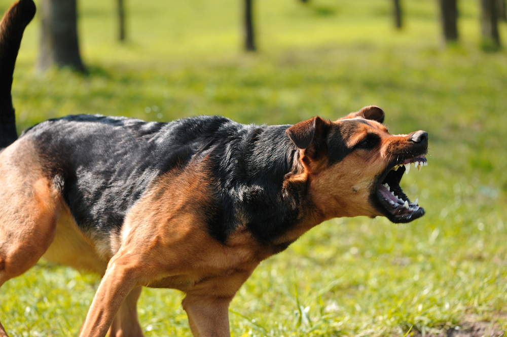 aggressive dog biting